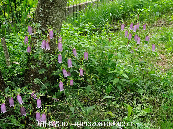 ホタルブクロの咲く季節
