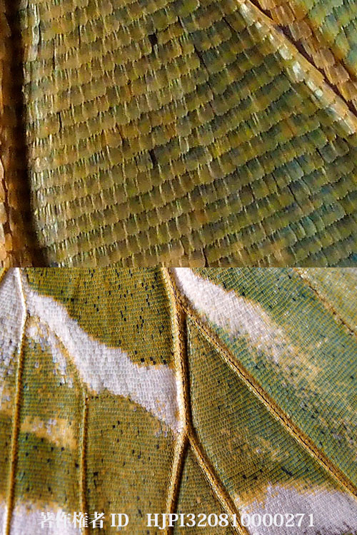 クイズ？これはなんだかわかりますか