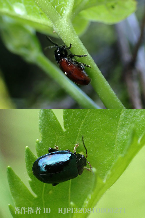 庭のチョウの敵