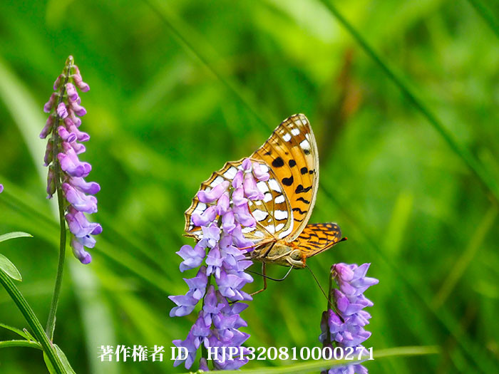 ウラギンヒョウモンの新鮮なメス