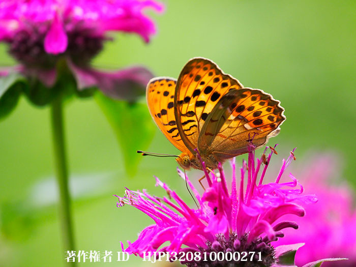 ウラギンスジヒョウモン登場