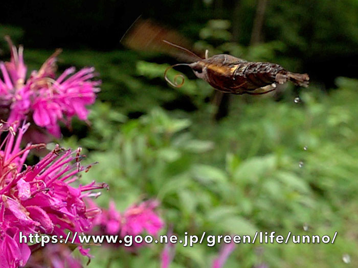 クロホウジャクのおしっこ