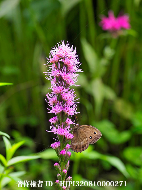 リアトリスにジャノメチョウ