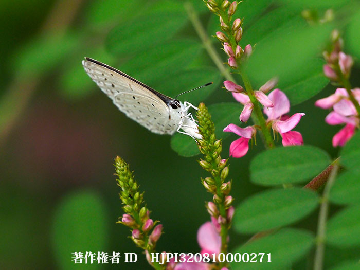 ルリシジミの産卵