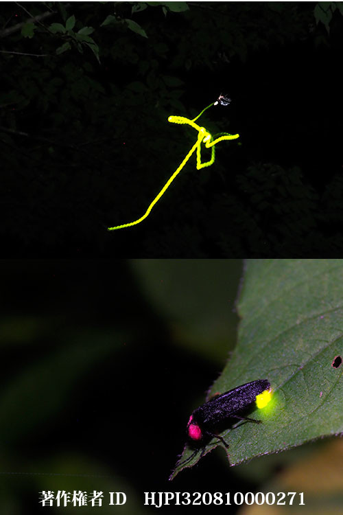 庭のゲンジボタル