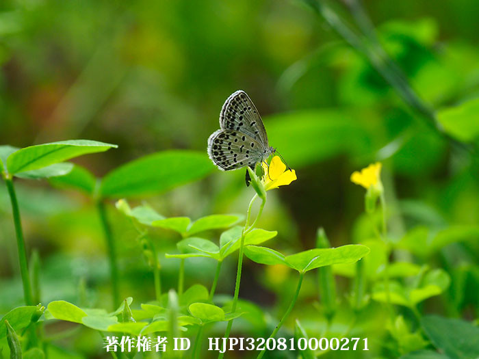 カタバミの花にヤマトシジミ