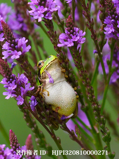 満腹顔のアマガエル