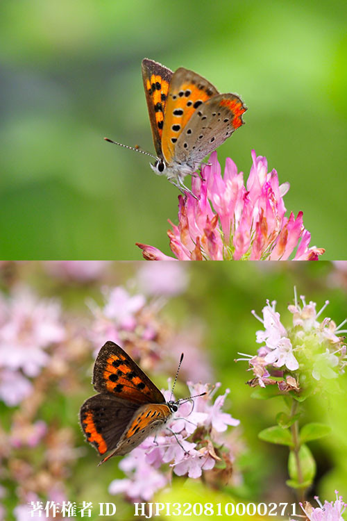 庭のベニシジミ