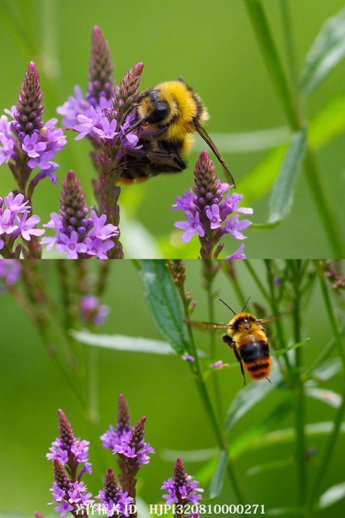 クロマルハナバチのオス