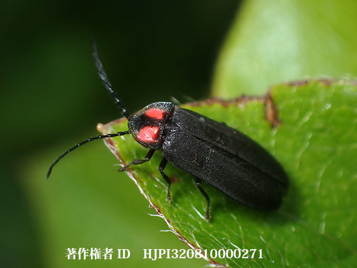 光らないホタル、オバボタル