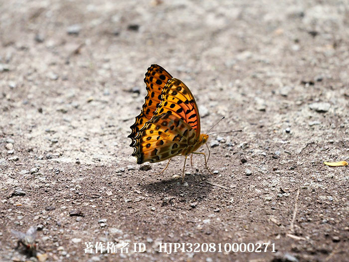 庭に現れたツマグロヒョウモンのオス