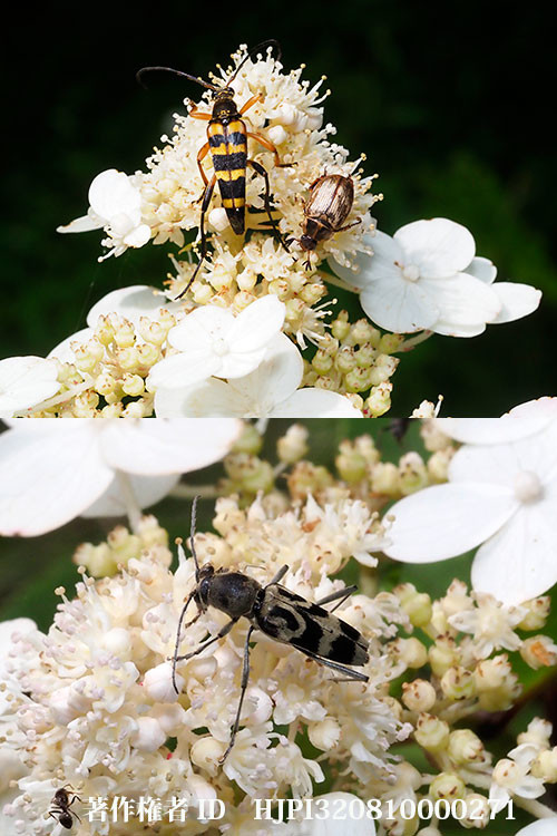 庭のノリウツギにいたカミキリムシ