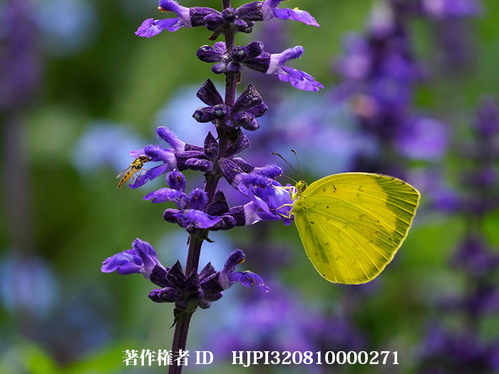 ブルーサルビアにキチョウの夏型