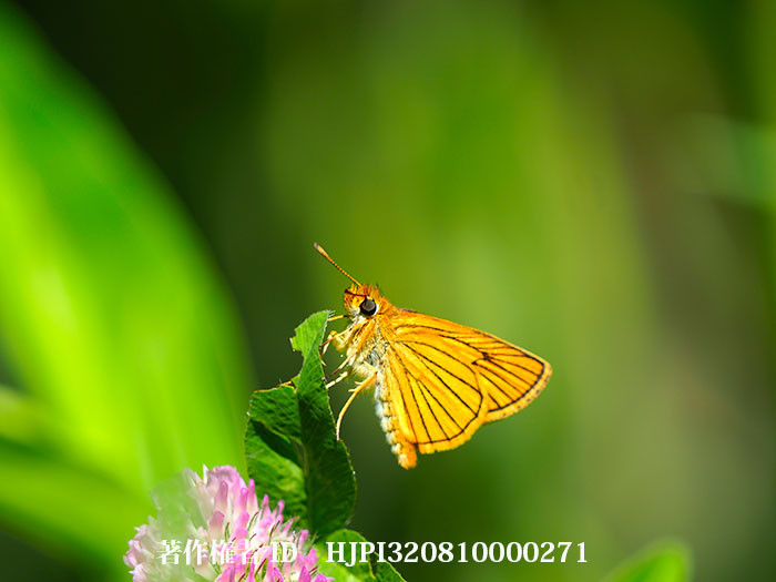 庭にスジグロチャバネセセリが現れた