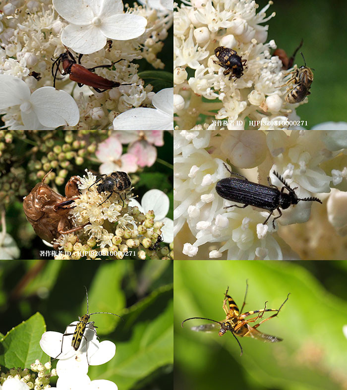 ノリウツギに来た甲虫