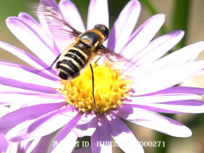 スキバツリアブの不思議な行動