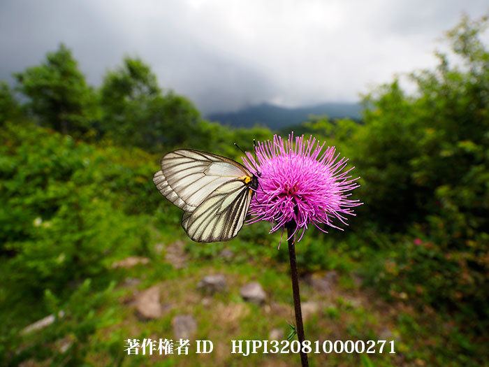 ミヤマシロチョウ