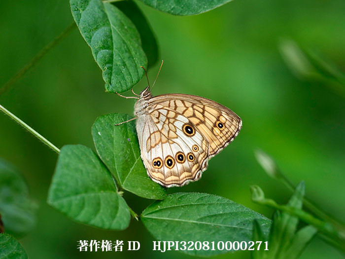 庭にキマダラモドキがいた