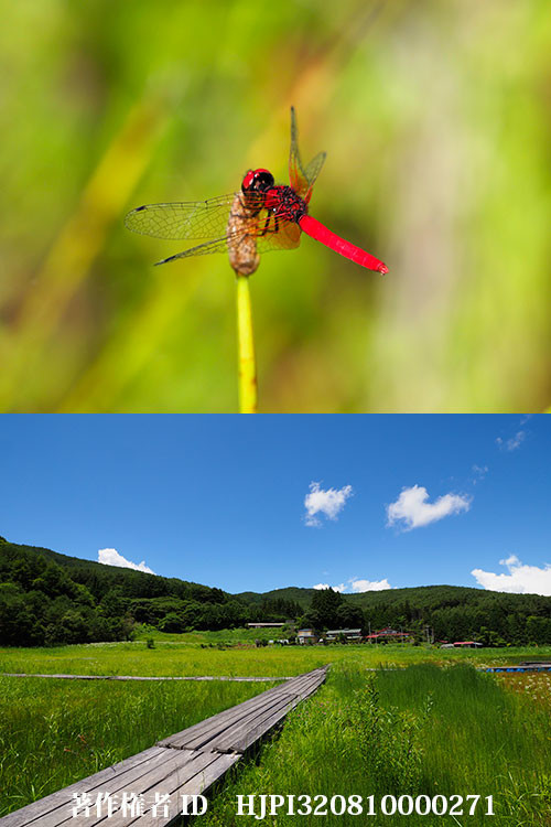 伊那の「トンボの楽園」