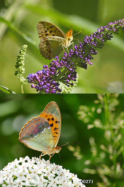 戻ってきたウラギンスジヒョウモン