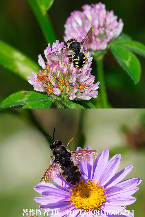 トモンハナバチにそっくりなミズアブ