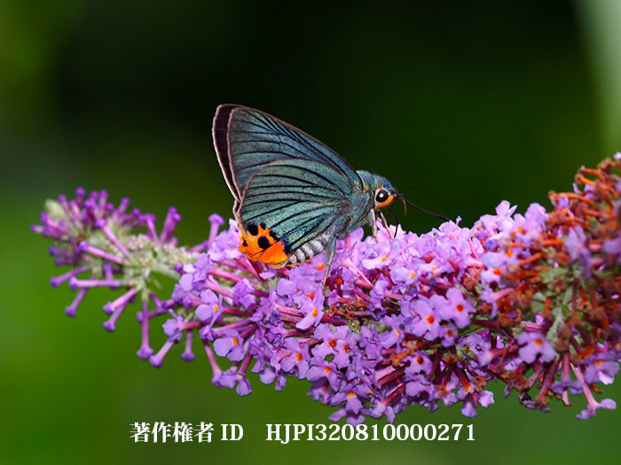 庭のアオバセセリ