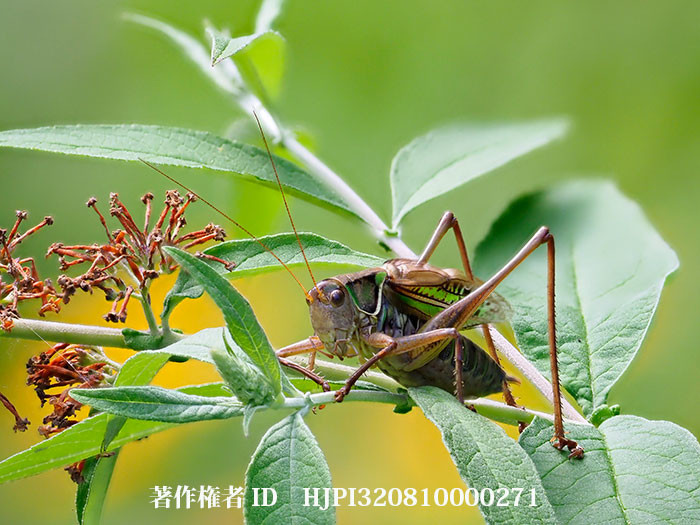 キリギリス鳴く