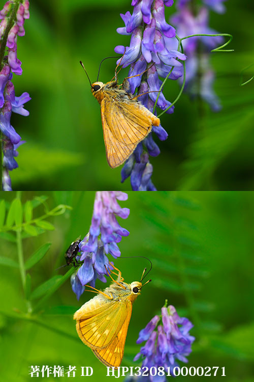 コキマダラセセリ