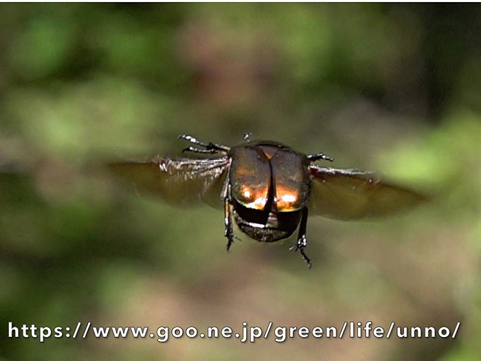 ベランダのカナブン