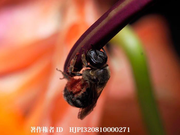 コハナバチをテーブルフォトで