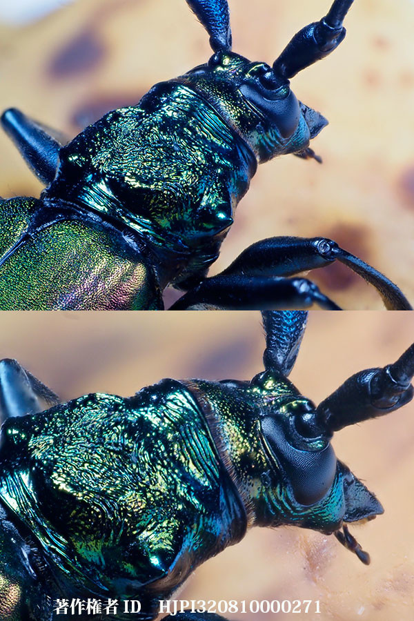 オオアオカミキリを60mmマクロにテレコンで