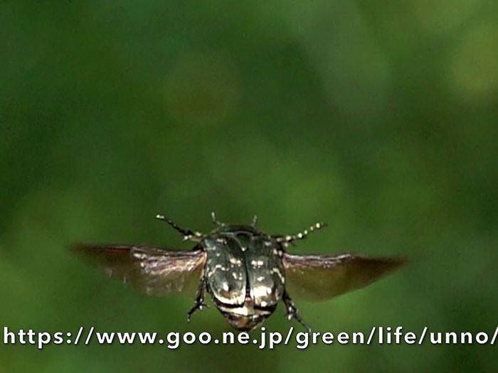 ベランダのシロテンハナムグリ