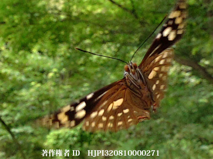 オオムラサキメスの飛翔