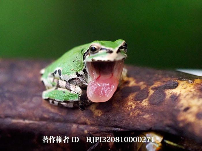 餌を捕るアマガエル