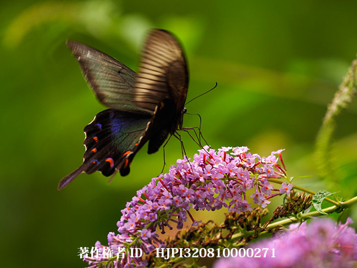 ブッドレアにカラスアゲハのメス