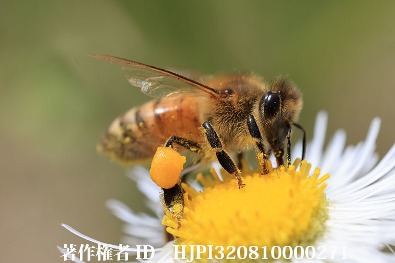 RF100mm F2.8Lマクロの最大倍率