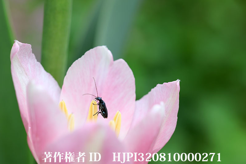 RF100mm F2.8Lマクロのボケ味