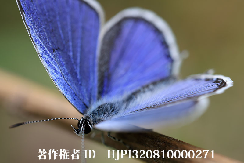 EOSR5の8Kビデオを撮ってみた。