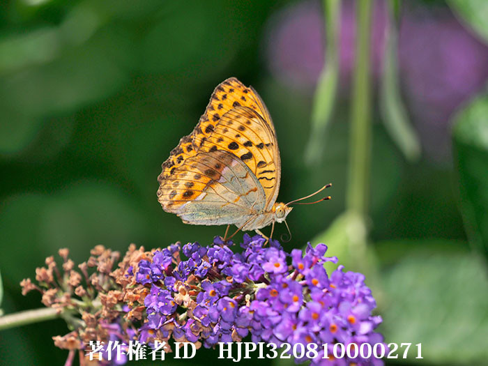 ウラギンスジヒョウモンが活動をはじめた