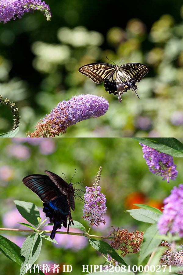 ブッドレアにナミアゲハとミヤマカラスアゲハ
