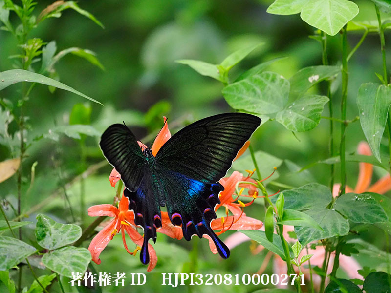 素晴らしく美しいミヤマカラスアゲハのメスがキツネノカミソリに