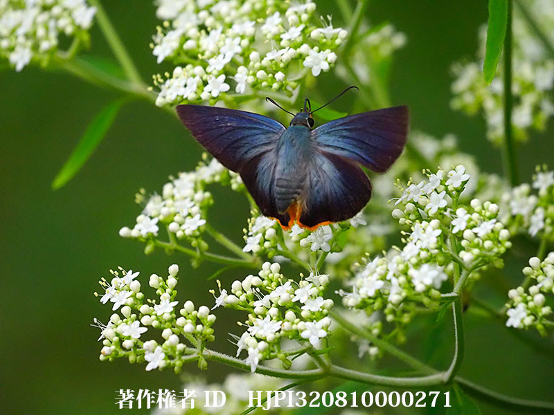 庭のオトコエシにアオバセセリがやってきた