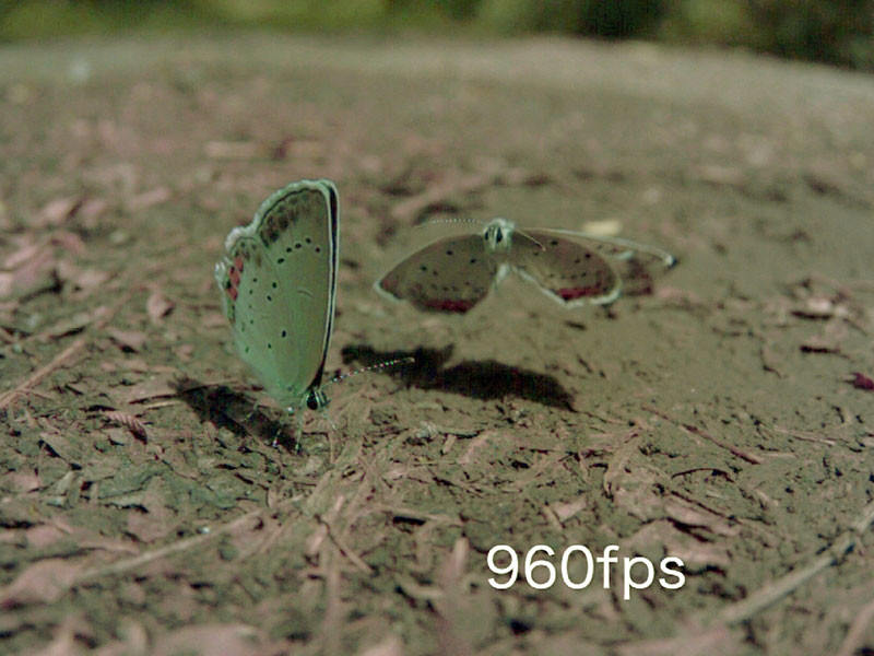 ツバメシジミの吸水