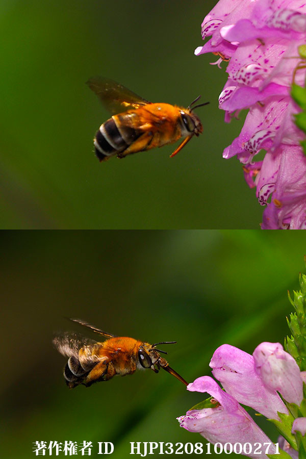 コシブトハナバチの口吻