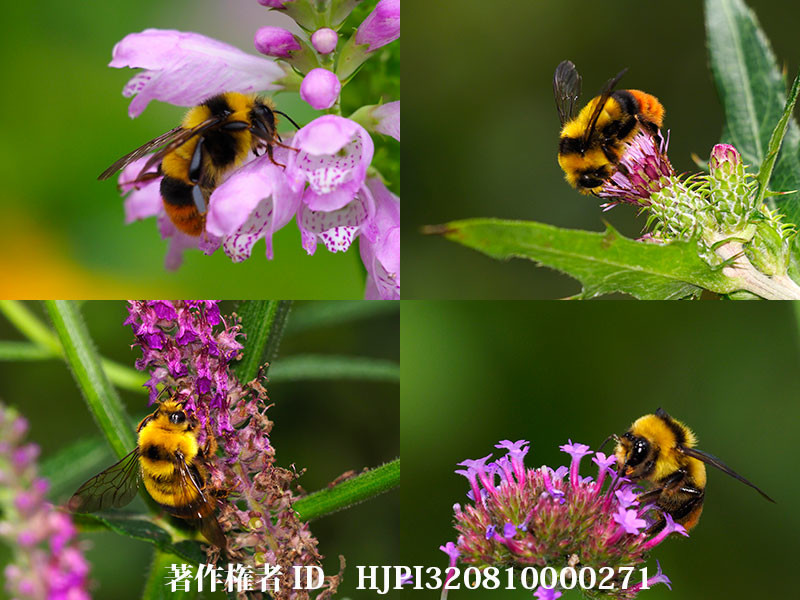 クロマルハナバチのオスが来た花