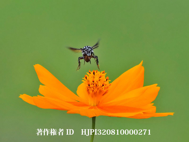 ブルービー(ルリモンハナバチ）