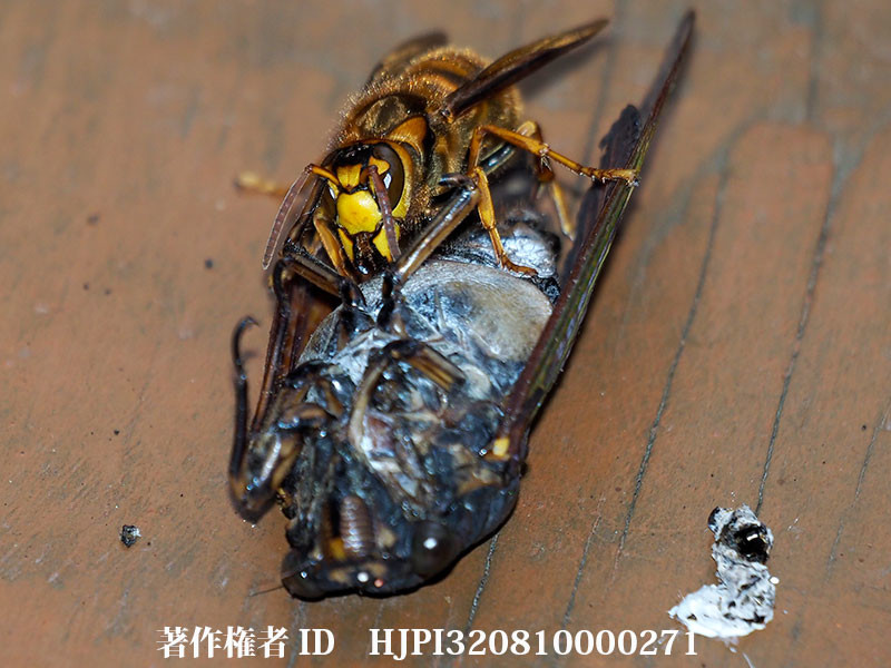 ベランダでセミを食べるキイロスズメバチ