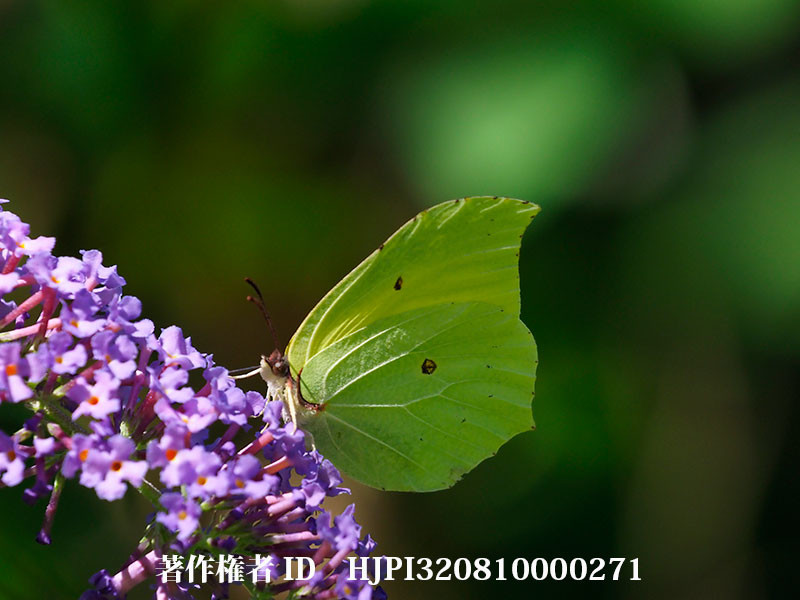 庭のスジボソヤマキチョウ