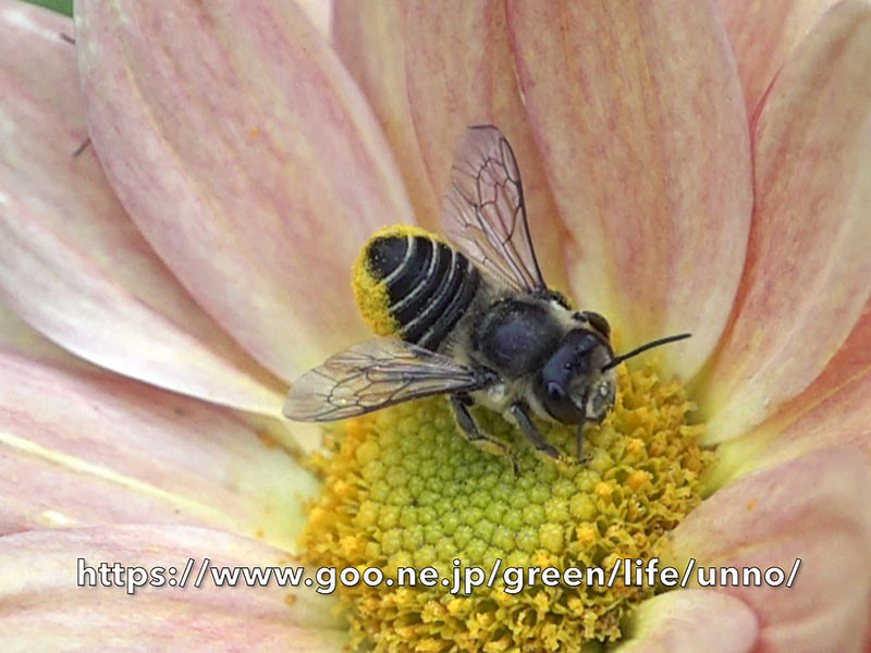 庭のハキリバチ