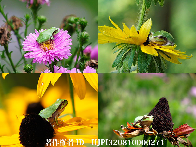 庭のアマガエル